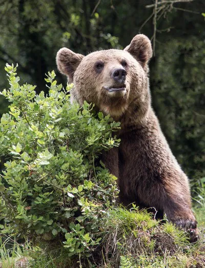 OSO PARDO CANTABRICO