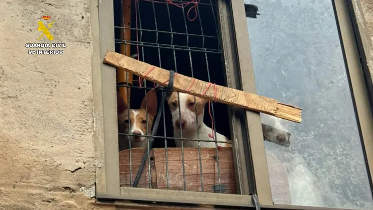 RESCATAN A ONCE PODENCOS ABANDONADOS EN BUREBA